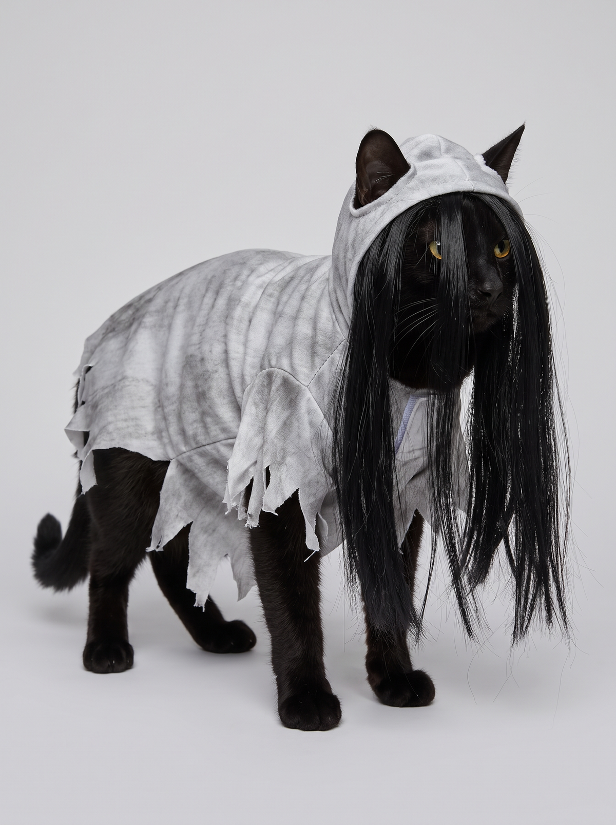 Ghost Girl costume on a black cat