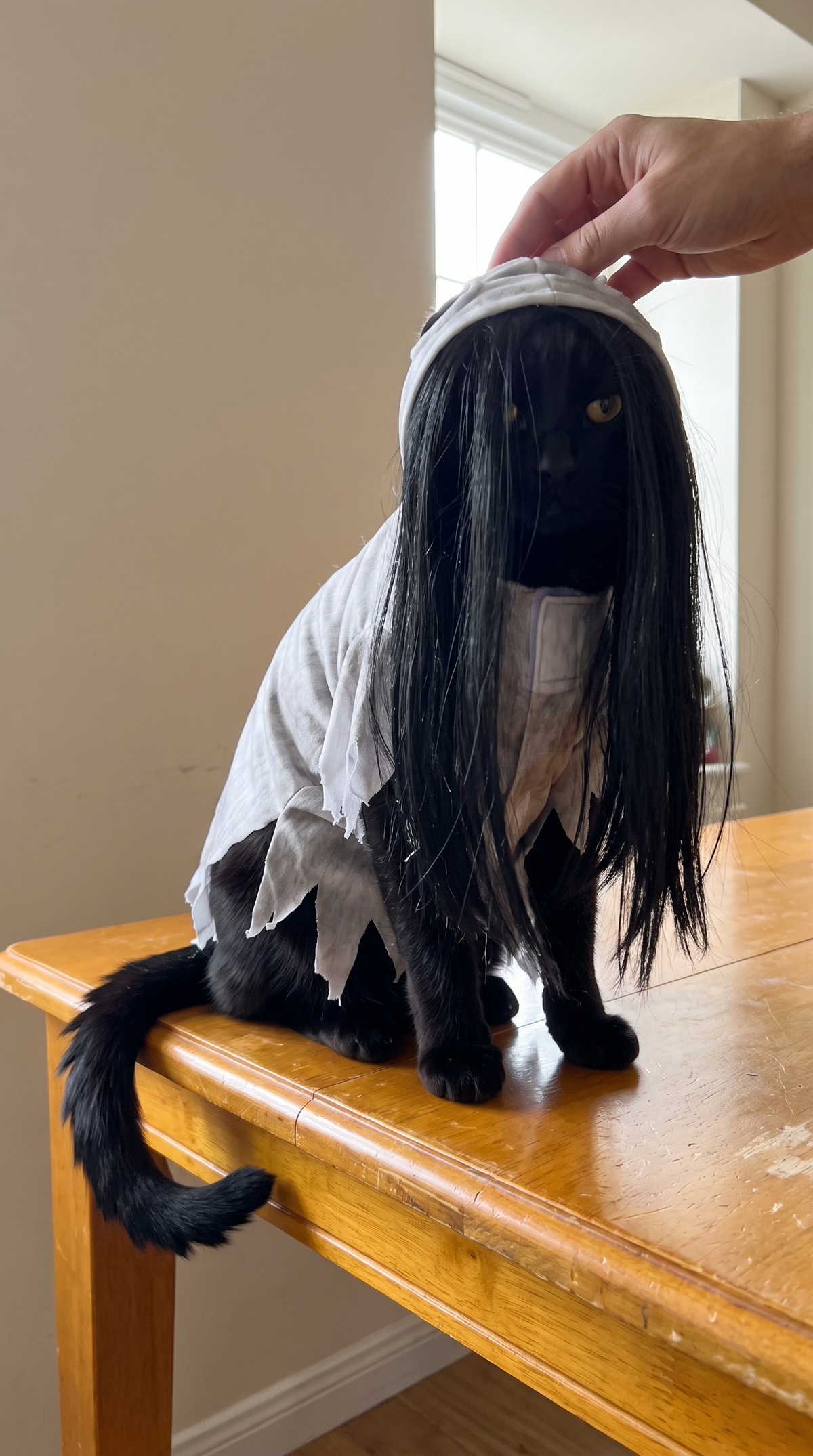Cat wearing the full-body Ghost Girl costume with attached hair
