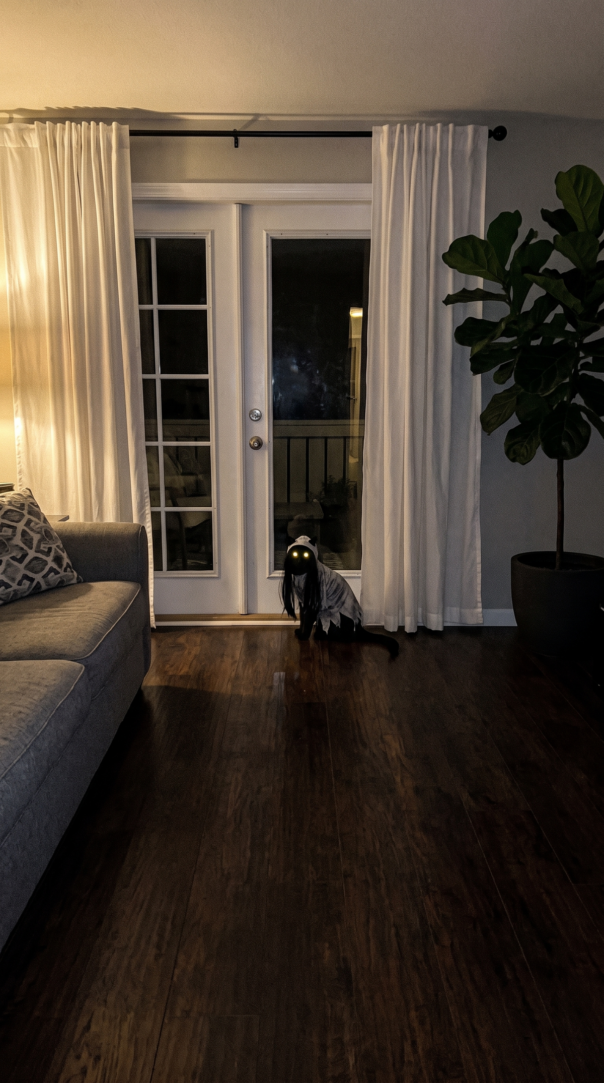 Ghost Girl cat staring through the patio door