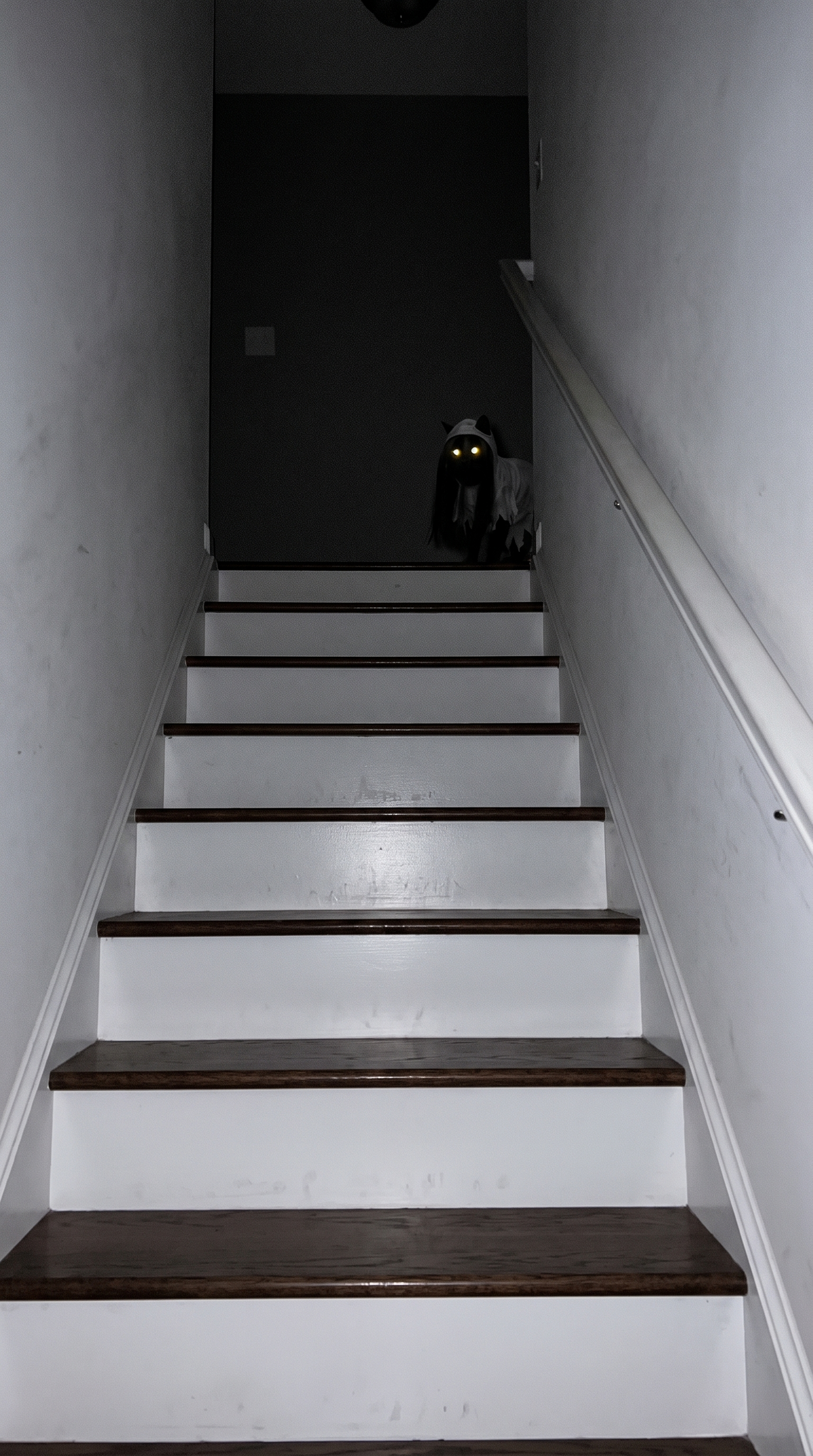 Ghost Girl cat at the top of the stairs